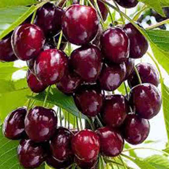 Саджанці черешні Ревна (привитий) - 2-річний Чернівці