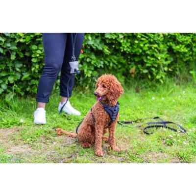 Шлея для собак Trixie CityStyle H-harness Бавовна L–XL 75–120 см 25 мм Чорна (4053032682665) Вінниця