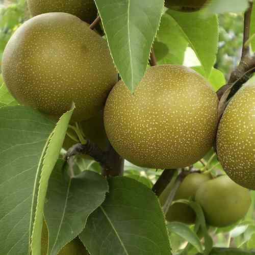 Саженцы груши Наши (привитые) - 1-летние Черновцы