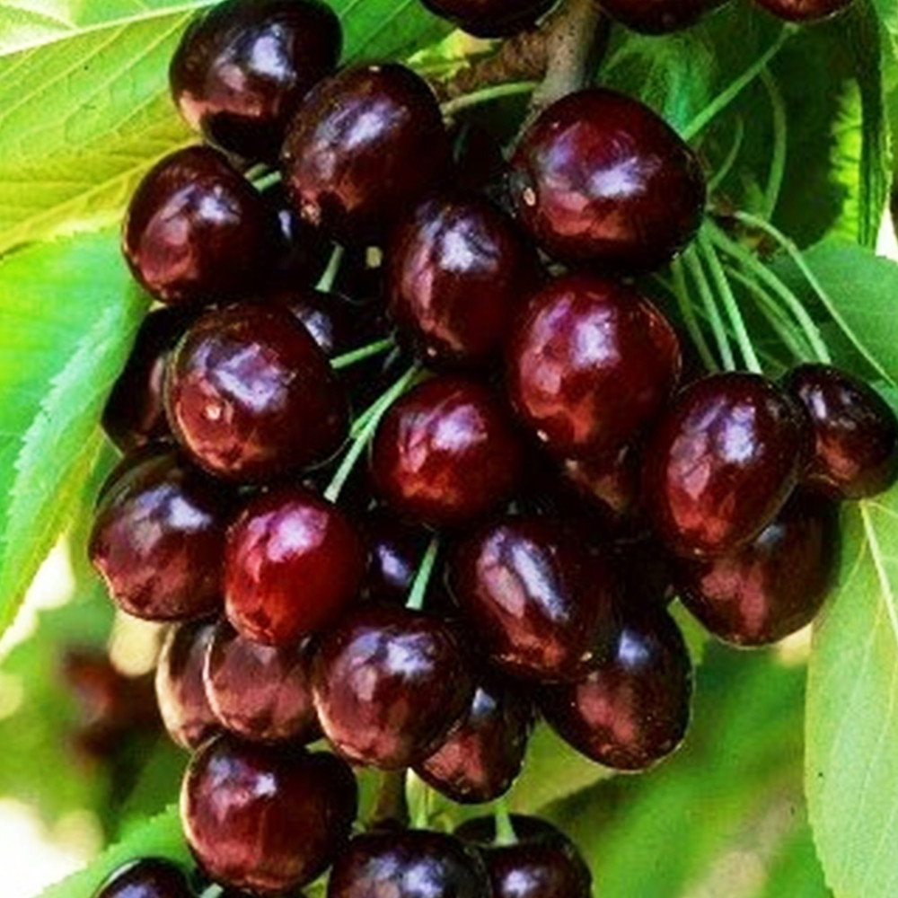 Саженцы колоновидной вишни Королева (привитый) Черновцы - изображение 2