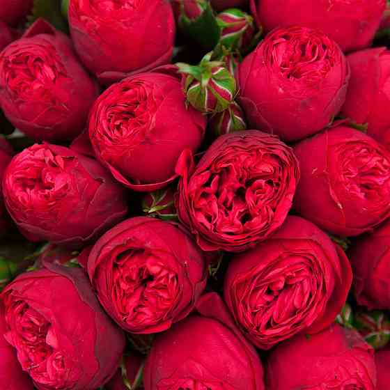 Саженцы английских пионовидных роз Пиано (привитый) Черновцы