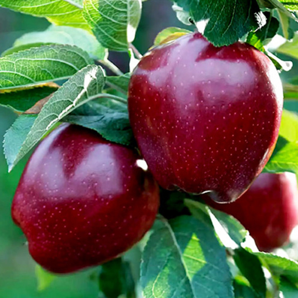 Саджанці яблуні Джероміні (привитий) - 1-річний Чернівці - фото 2