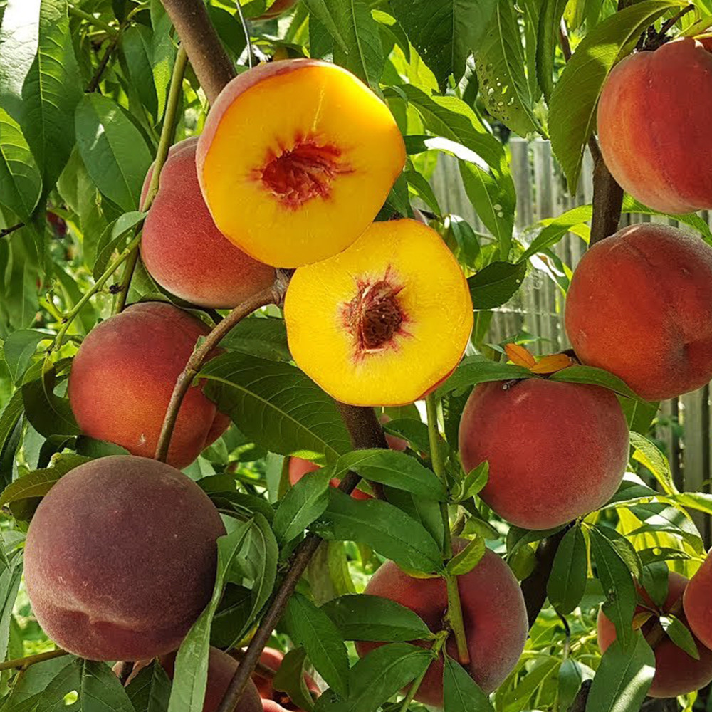 Саджанці персика Діамант Принцеси (привитий) - 1-річний Чернівці - фото 1