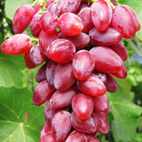 Саженцы винограда Зоренька (черенкованный) - 2-летний Черновцы - изображение 2