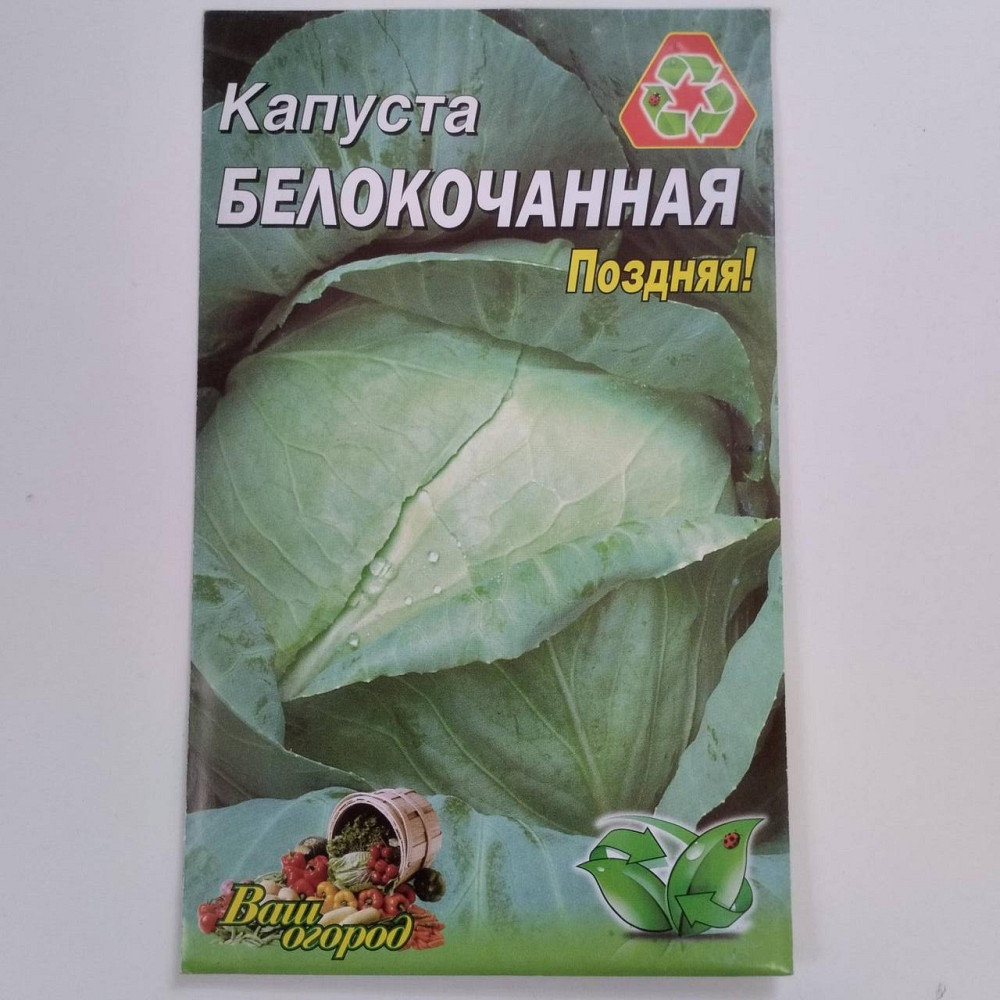 Капуста