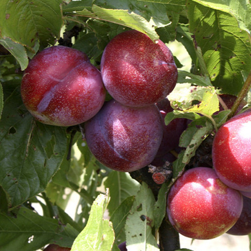 Саджанці диплоїдної сливи Аутом Гігант (привитий) - 1-річний Чернівці - фото 1