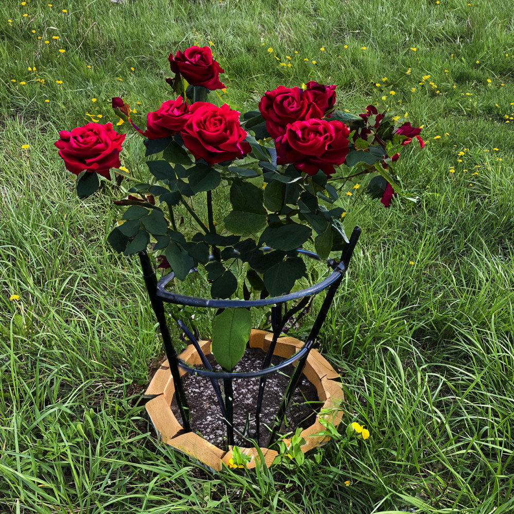 Опора для квітів та рослин Pinta Black. Підпірка для квітів на дачі. Кільцева опора для троянд Бориспіль - фото 4