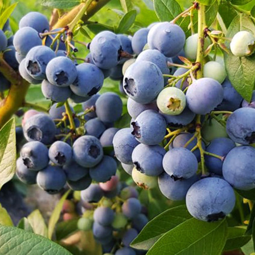 Саженцы голубики Денис Блю (черенкованный) - 2-летний Черновцы - изображение 1