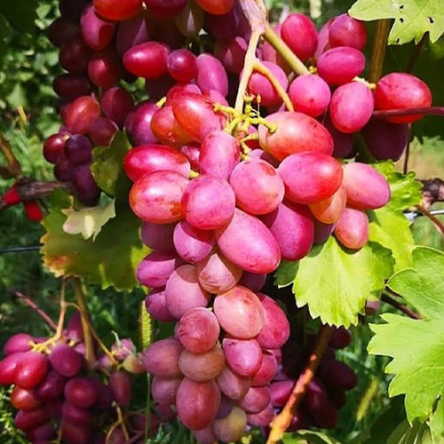 Cаджанці винограду Зірки в Шоці (черенкований) - 2-річний Чернівці - фото 1