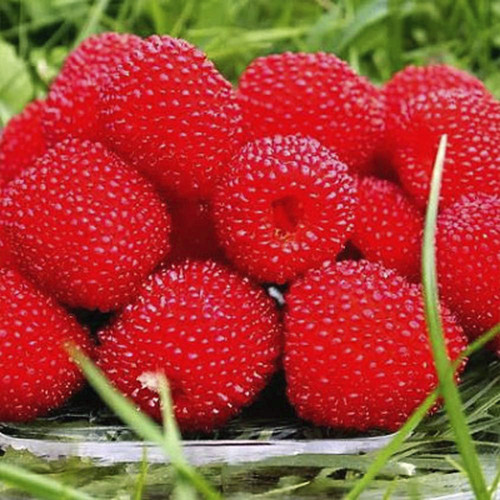 Саджанці тібетської малини Мяо Мяо Чернівці - фото 3