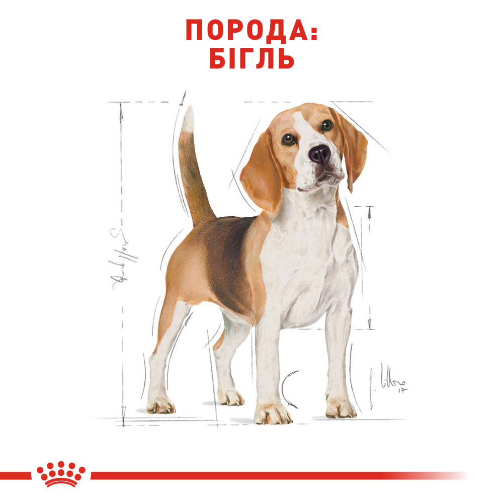 Корм для дорослих собак породи Бігль ROYAL CANIN BEAGLE ADULT 3 кг Київ - фото 2