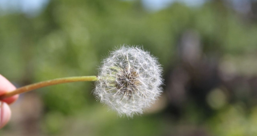 Фотоапарат Дзеркальний Canon 500D+16Gb. SD. Київ - фото 1