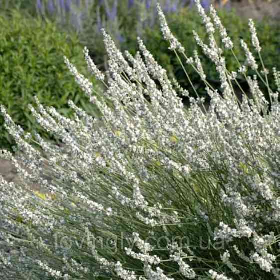 Дворічний кущик лавандину білого кольору  Едельвейс Edelweiss  діаметр до 20 см Ірпінь