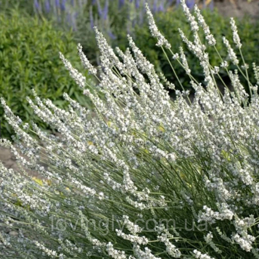 Дворічний кущик лавандину білого кольору  Едельвейс Edelweiss  діаметр до 20 см Ірпінь - фото 2