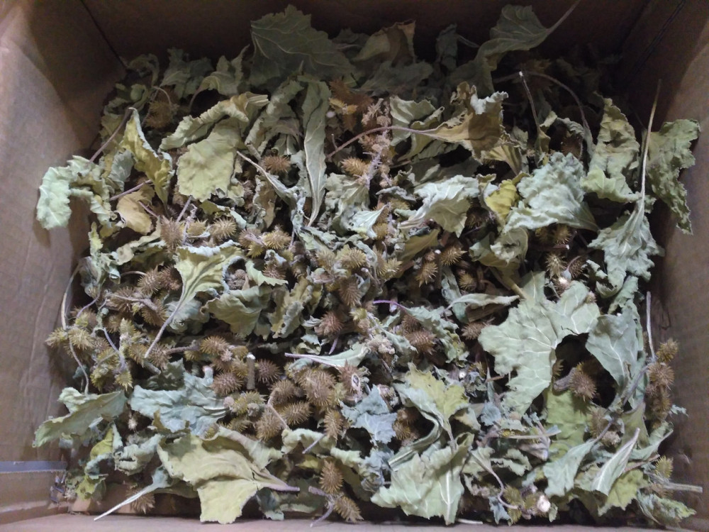 Нетреба звичайна (Дурнишник обыкновенный) 100г master sem Киев - изображение 5