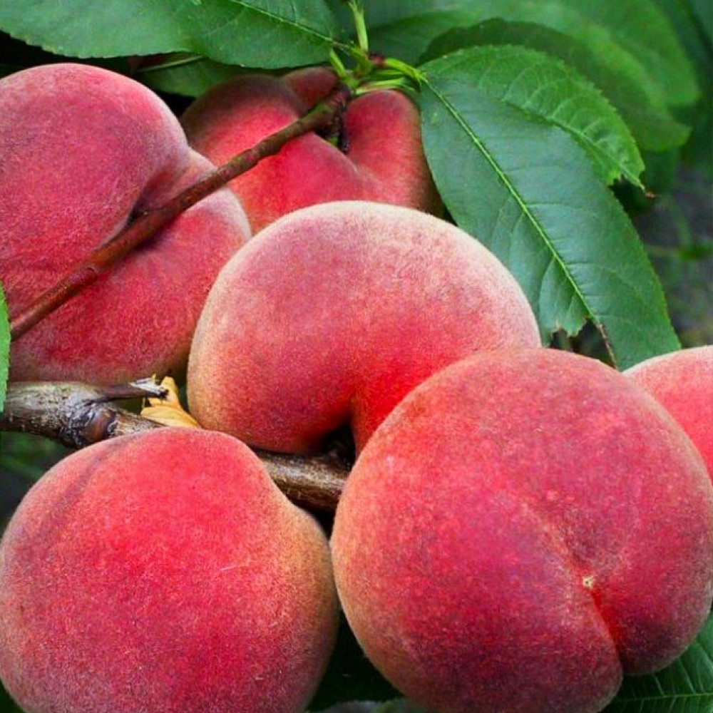 Саджанці персика Флемінг Ф'юрі 23 (привитий) - 1-річний Чернівці - фото 1