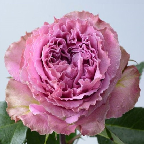 Саджанці троянд Вайлд Моментс (привитий) - 2-річний Чернівці - фото 1