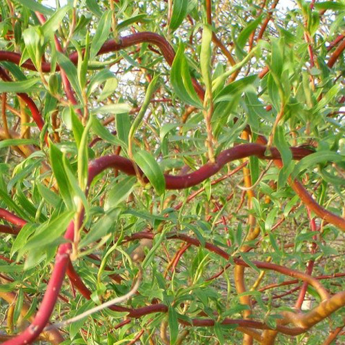 Саджанці декоративної верби Верба Вавілонська (черенкований) - 1-річний Чернівці - фото 1