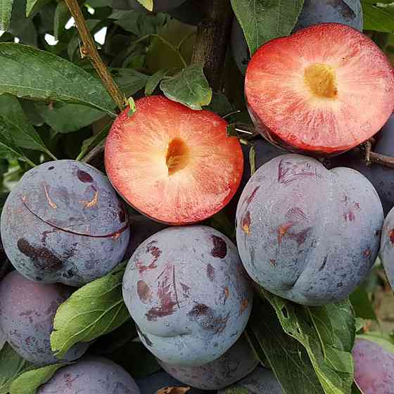 Саженцы диплоидной сливы Бербанк Гигант (привитый) - 1-летний Черновцы