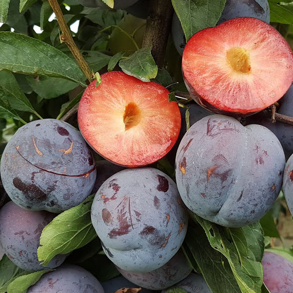 Саджанці диплоїдної сливи Бербанк Гігант (привитий) - 1-річний Чернівці - фото 3