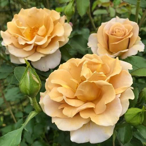 Саженцы роз Хани Дижон (привитый) - 2-летний Черновцы - изображение 1