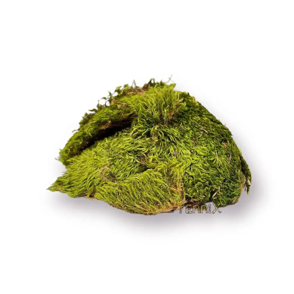 Мох дикранум (дикран) TerriX   - Субстрат натуральний для тераріума - 2л Зміїв - фото 1