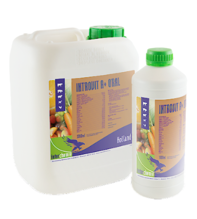 Інтровіт А ГОЛД орал 5 л Інтерхім Нідерланди Вінниця