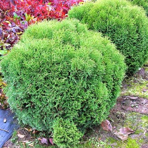 Саджанці туї Маленька Перлина Чернівці - фото 1