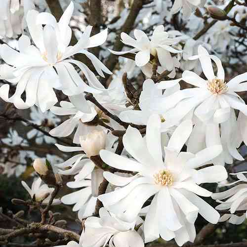 Саженцы магнолии Звездчатая (привитый) - 3-летний Черновцы