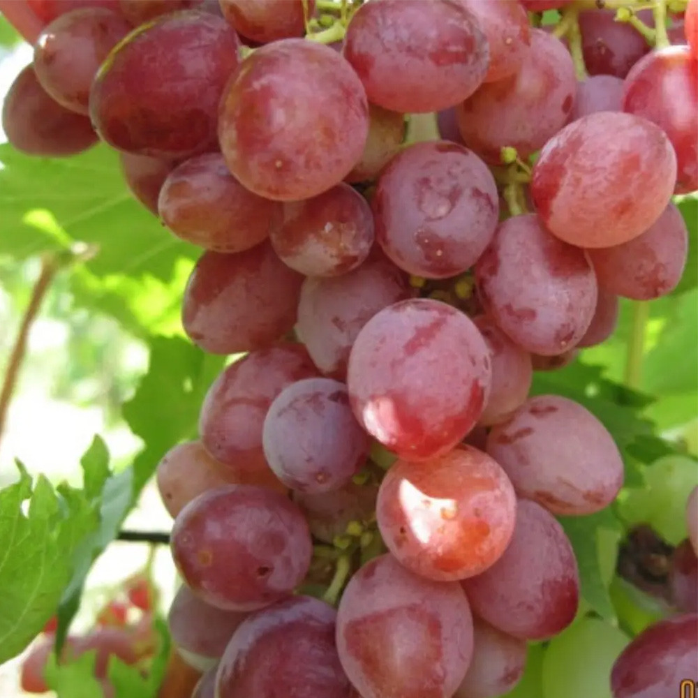 Саженцы винограда Джин (черенкованный) - 2-летний Черновцы - изображение 1