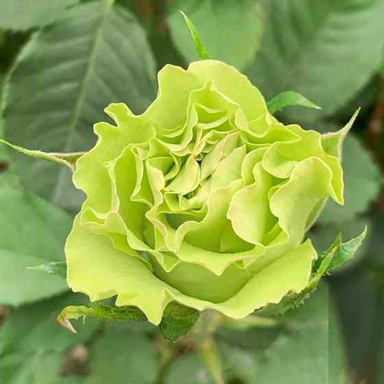 Саджанці чайно-гібридних троянд Ківі (привитий) Чернівці