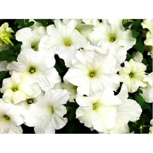 Петунія грандіфлора Браво F1 біла 20шт Професійне насіння Житомир - изображение 3