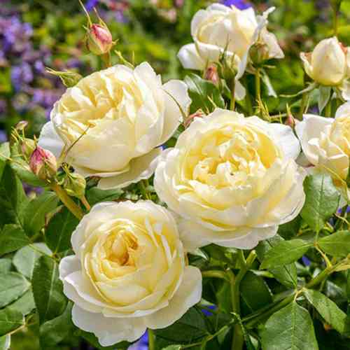 Саджанці троянд Ванесса (привитий) - 2-річний Чернівці