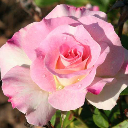 Саженцы роз Шарль Азнавур (привитый) - 2-летний Черновцы - изображение 1