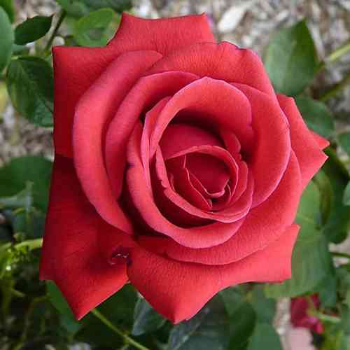 Саженцы роз Амалия (привитый) - 2-летний Черновцы