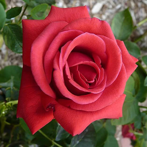 Саженцы роз Амалия (привитый) - 2-летний Черновцы - изображение 1