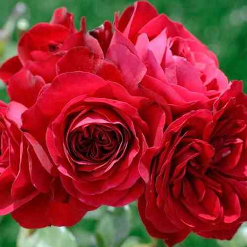 Саженцы роз Симпати (привитый) - 2-летний Черновцы