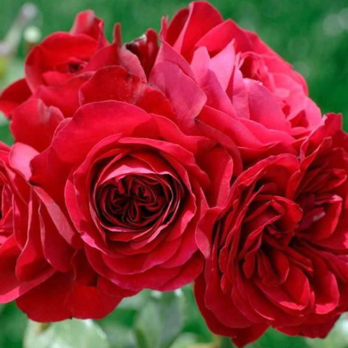 Саженцы роз Симпати (привитый) - 2-летний Черновцы - изображение 1