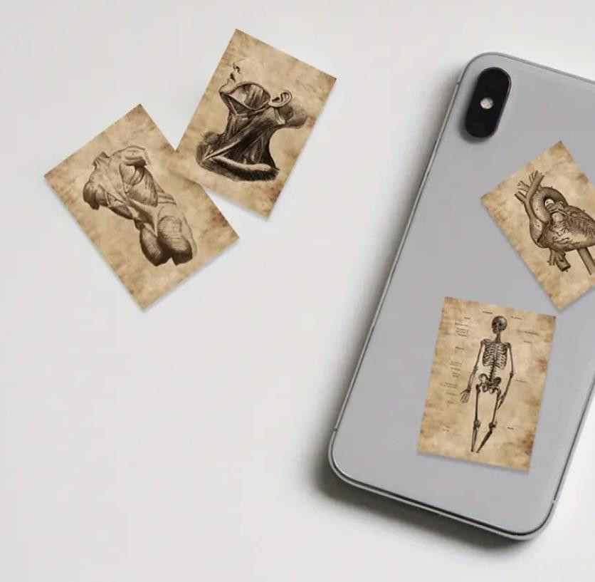 Винтажные анатомические наклейки 