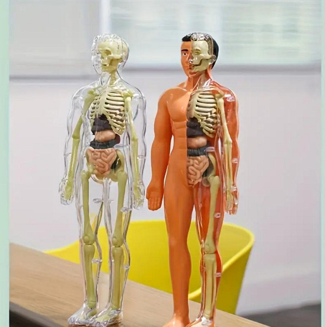 Анатомічна модель людини з 30 частин, висота 28 см | Освітній STEM-набір зі знімними органами та кіс Київ - фото 3