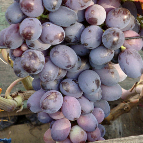 Cаджанці винограду Оріон (черенкований) - 1-річний Чернівці - фото 1