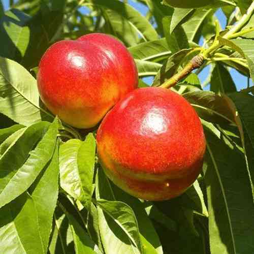 Саженцы колоновидного нектарина на штамбе Фантазия (привитый) - 2-летний Черновцы