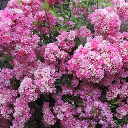 Саджанці троянд Вартбург (привитий) - 2-річний Чернівці