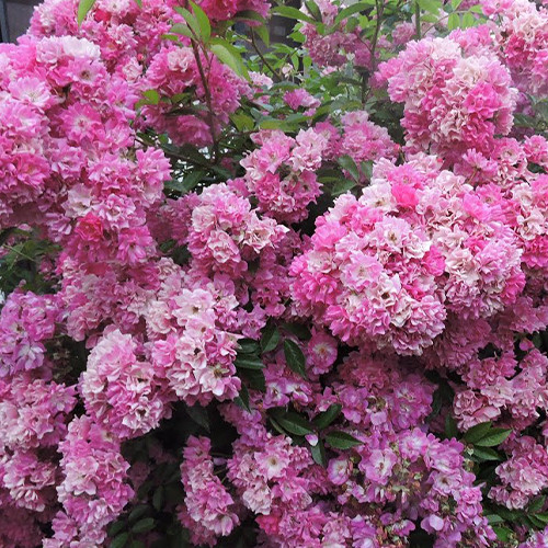 Саджанці троянд Вартбург (привитий) - 2-річний Чернівці - фото 1