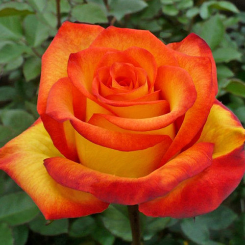 Саженцы роз Йеллоу Меджик (привитый) - 2-летний Черновцы - изображение 1