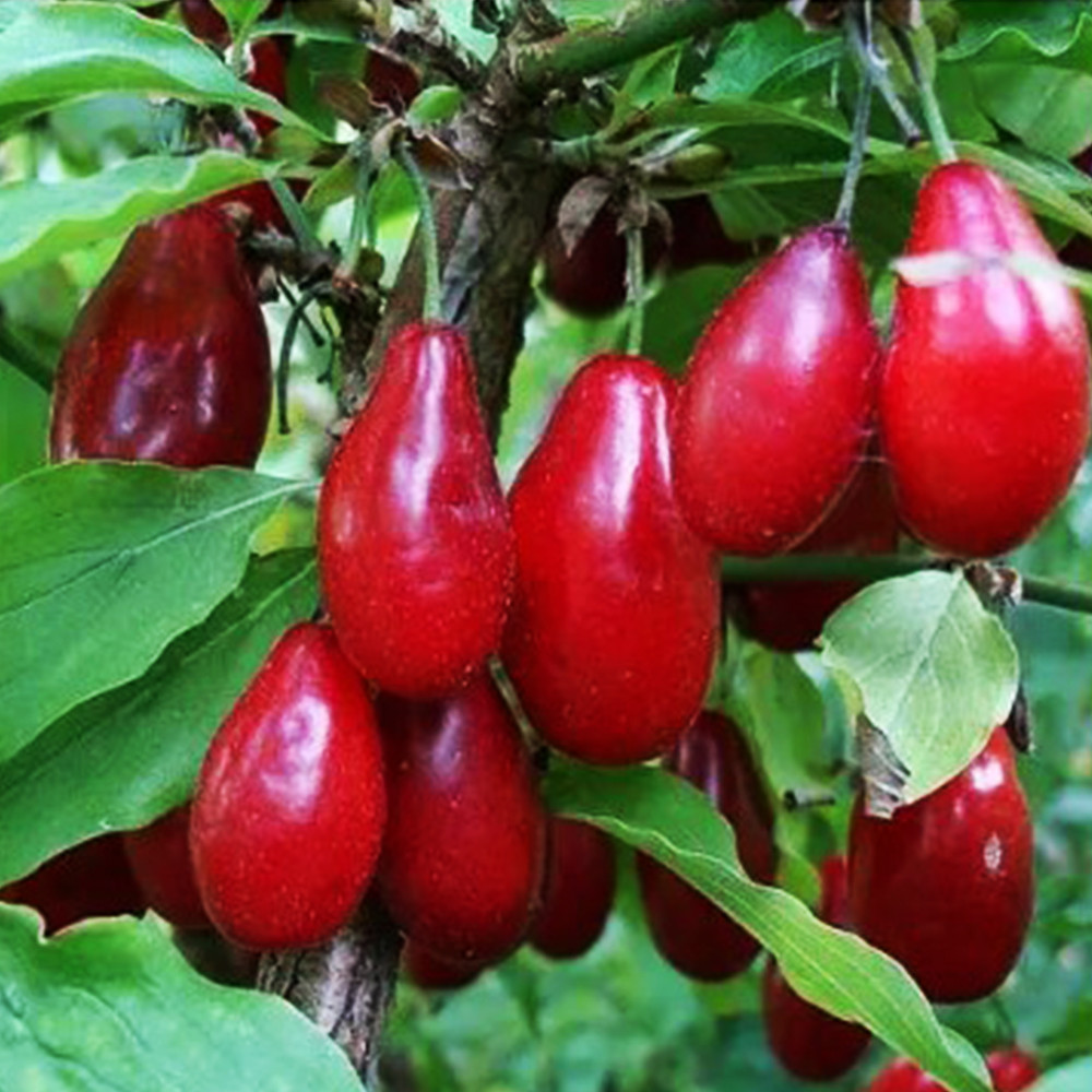 Саджанці кизилу Семен (привитий) - 1-річний Чернівці - фото 1