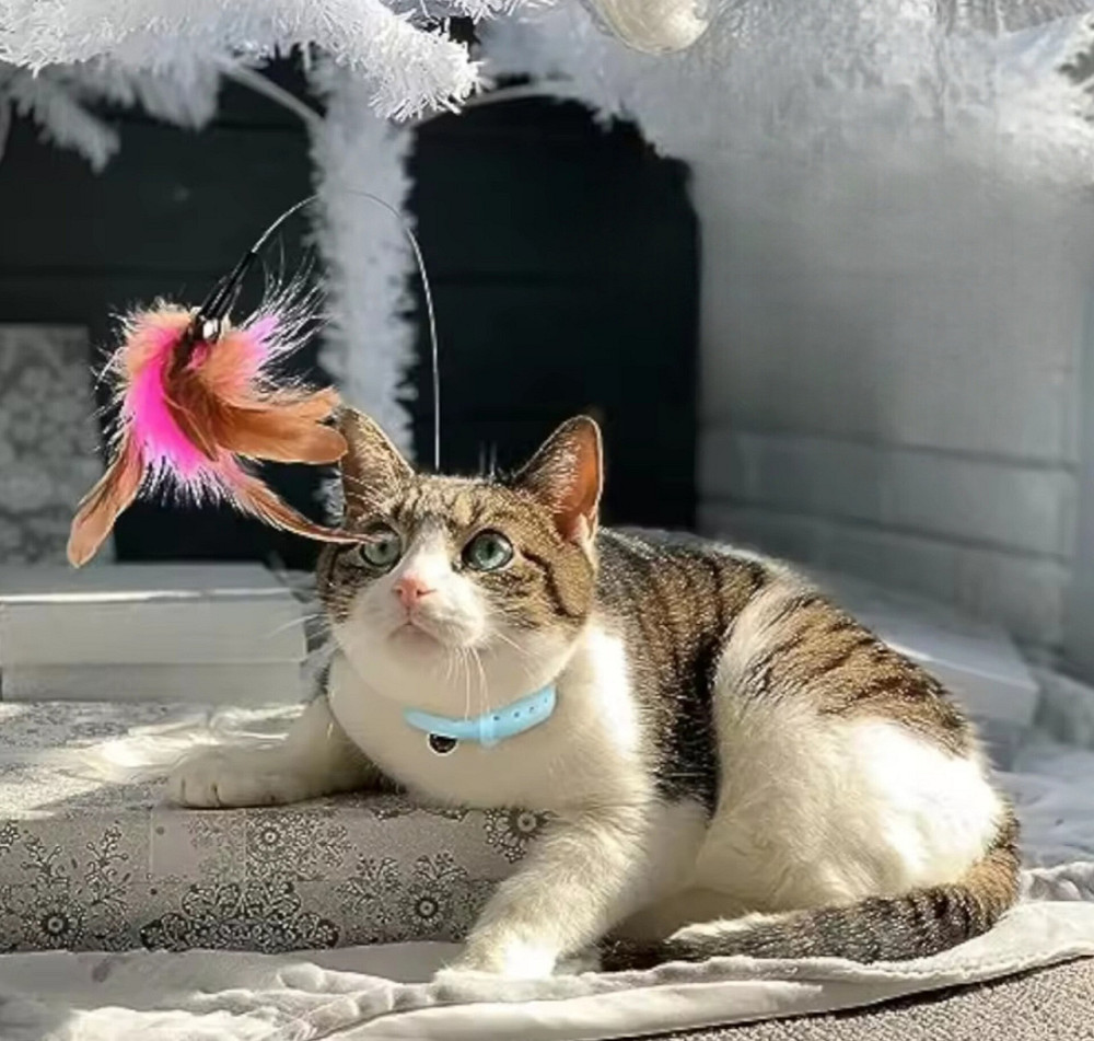 Нашийник з іграшкою для котиків пір'я з дзвіночком 30 см блакитний Київ - фото 2