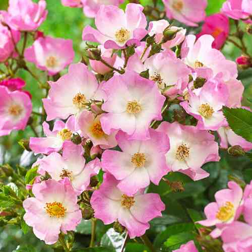 Саджанці троянд Балерина (привитий) - 2-річний Чернівці