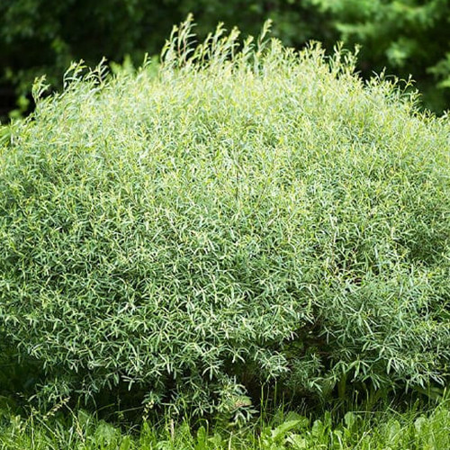 Саджанці декоративної верби Пурпурова Нана (черенкований) - 1-річний Чернівці - фото 1