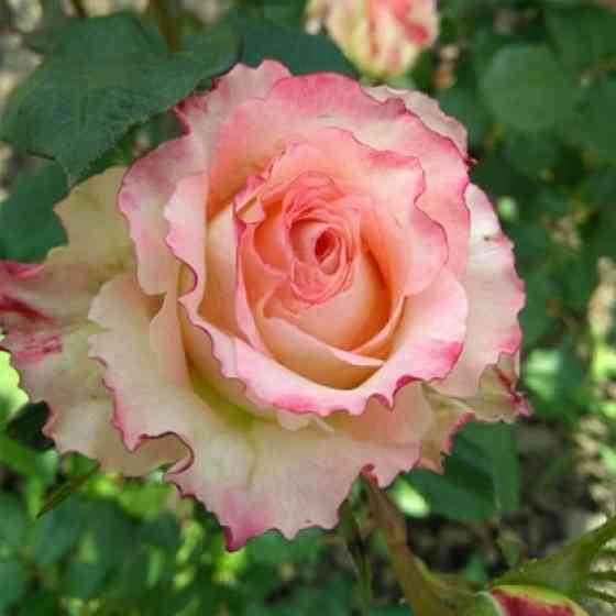 Саженцы чайно-гибридных роз Дуэт (привитый) Черновцы